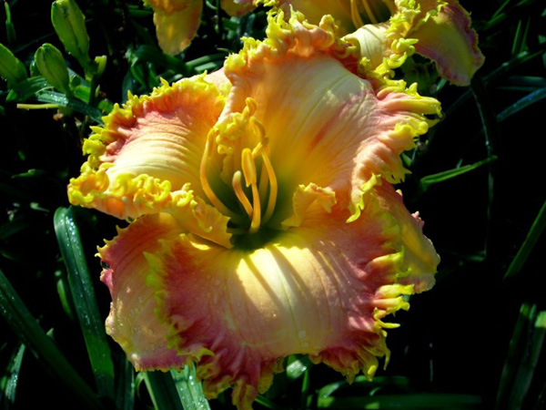 catalog/images/startseite/Spacecoast LunaticFringe(II).jpg